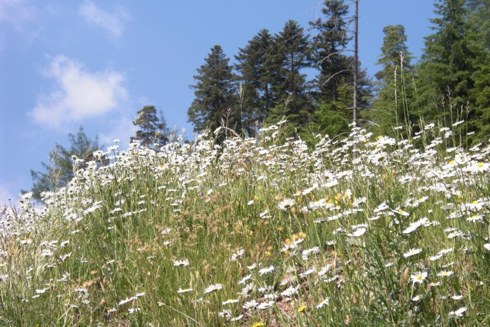 Auf den sommerlichen Wald- und Blumenwiesen gibt es viel zu entdecken. ©Monika Amann