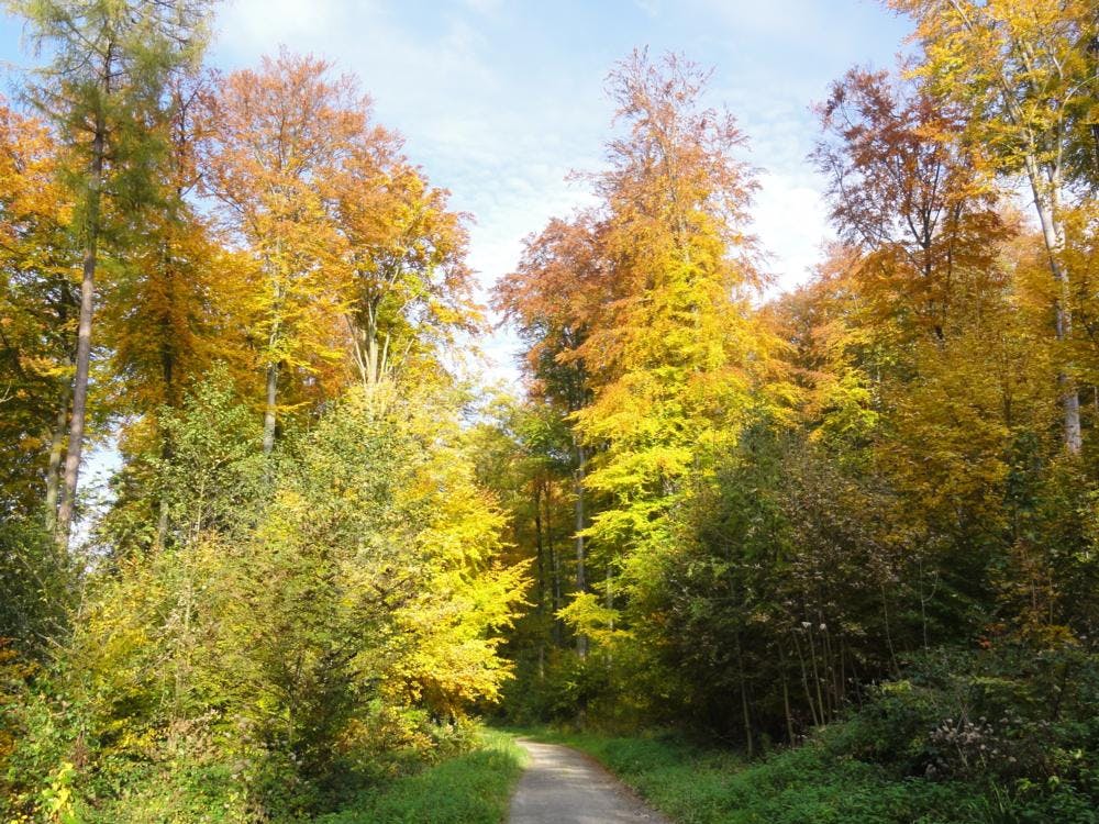In Japan hat es schon lange Tradition – das Waldbaden ©Daniela Schneider