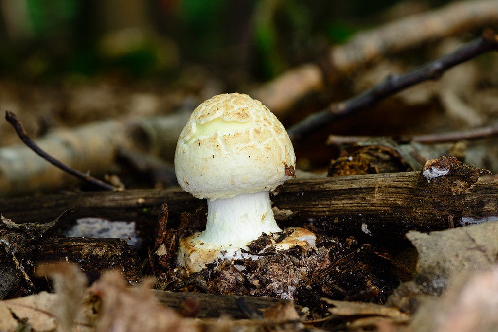 Gelber Knollenblätterpilz © Herbert Krempel
