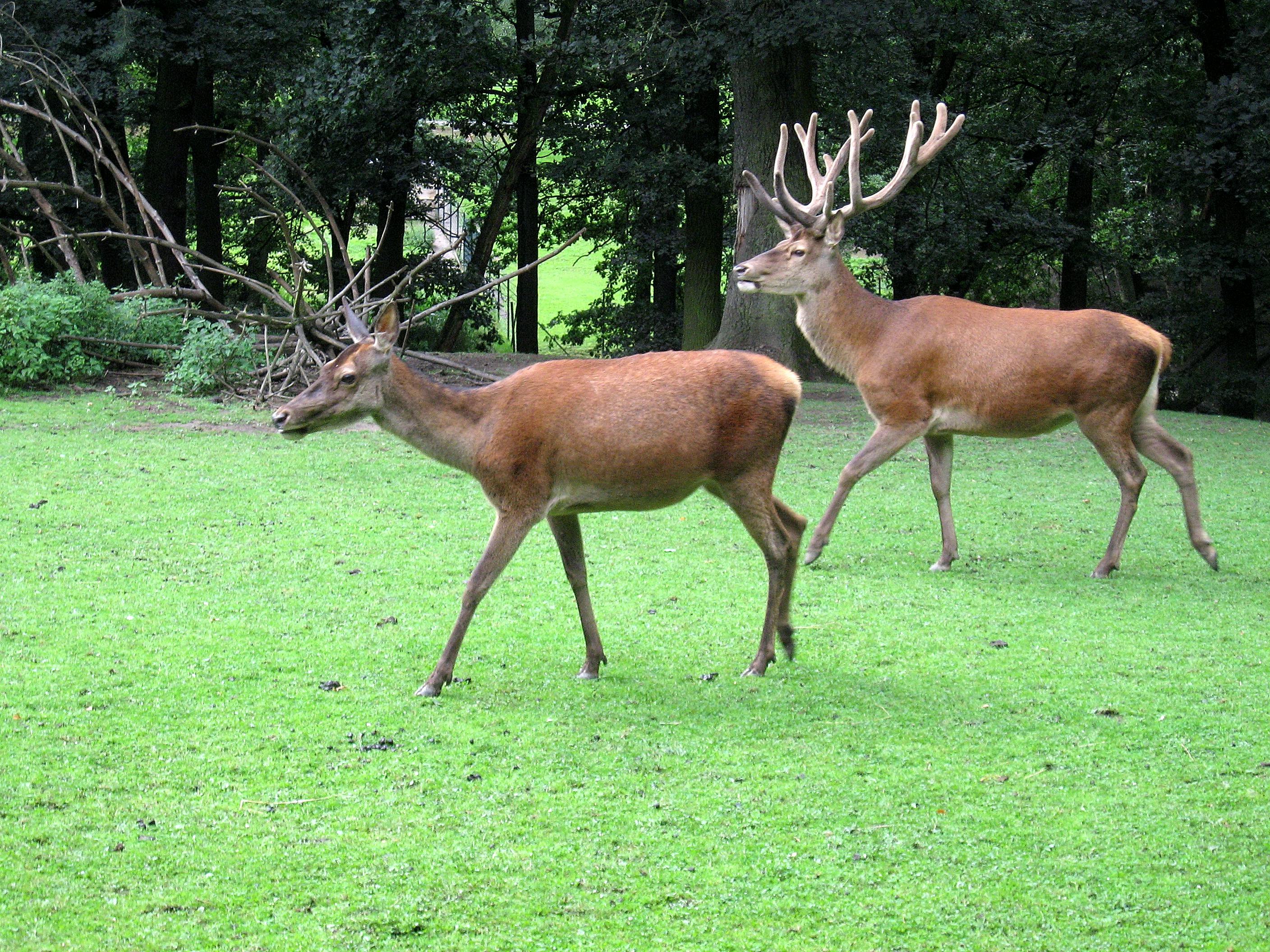 Rotwild © Herbert Krempel