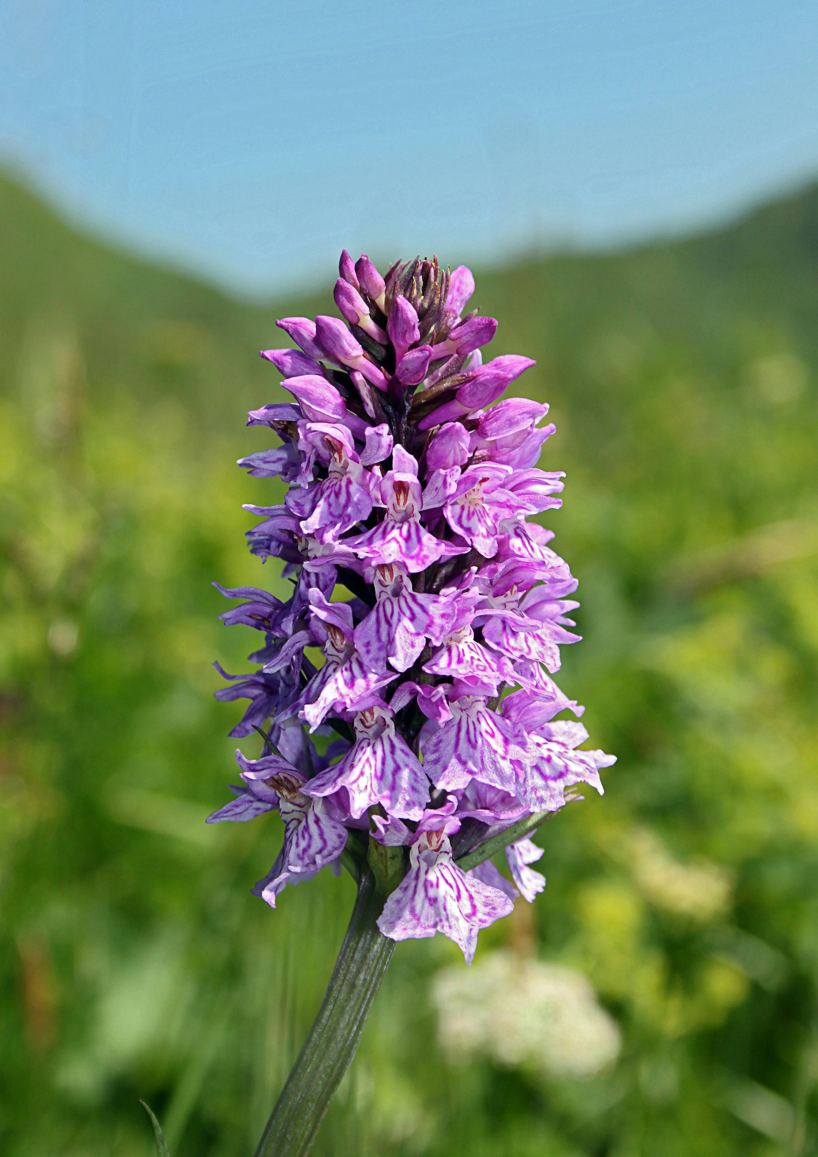 Bunt blühende Orchideen erwarten die Teilnehmer am Sonntag. ©Herbert Krempel