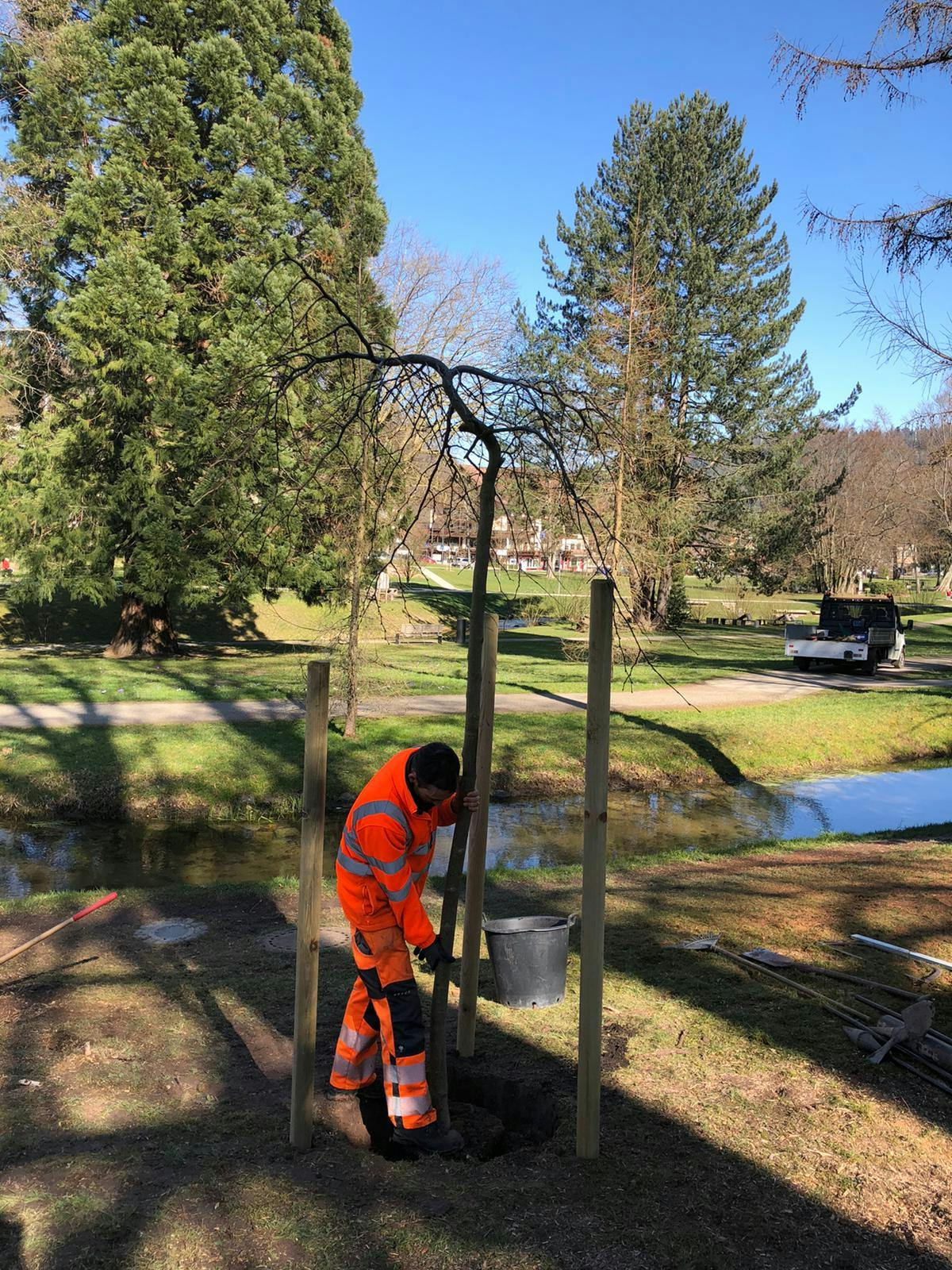 : Ein Mitarbeiter des Bauhofes pflanzt die von Manfred Richter aus Karlsruhe gespendete Hängeulme im Herrenalber Kurpark. © Stadt Bad Herrenalb
