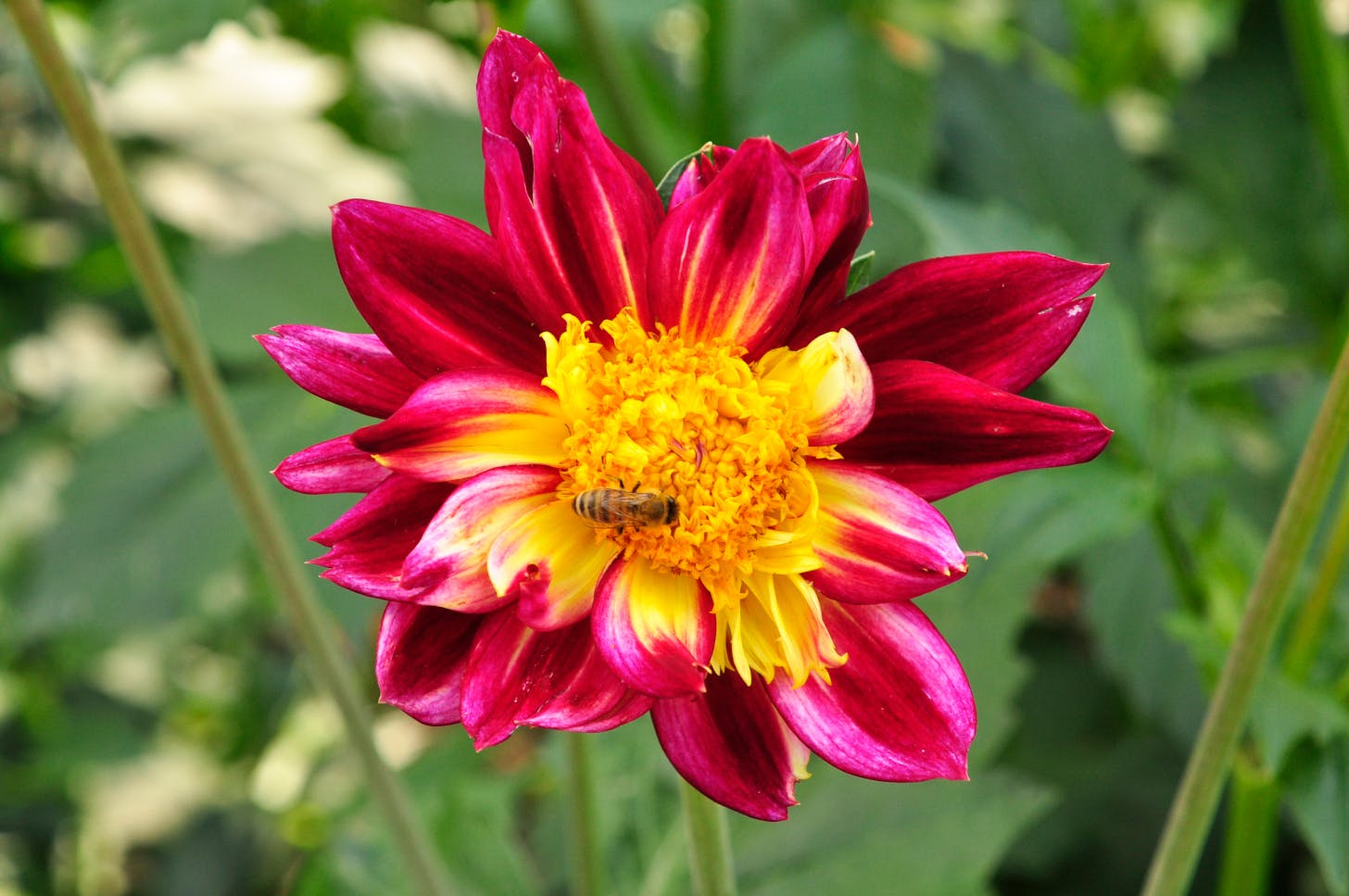 Karten für den Gartenmarkt „petite FLEUR“ sind ab sofort erhältlich. © Tourismus und Stadtmarketing