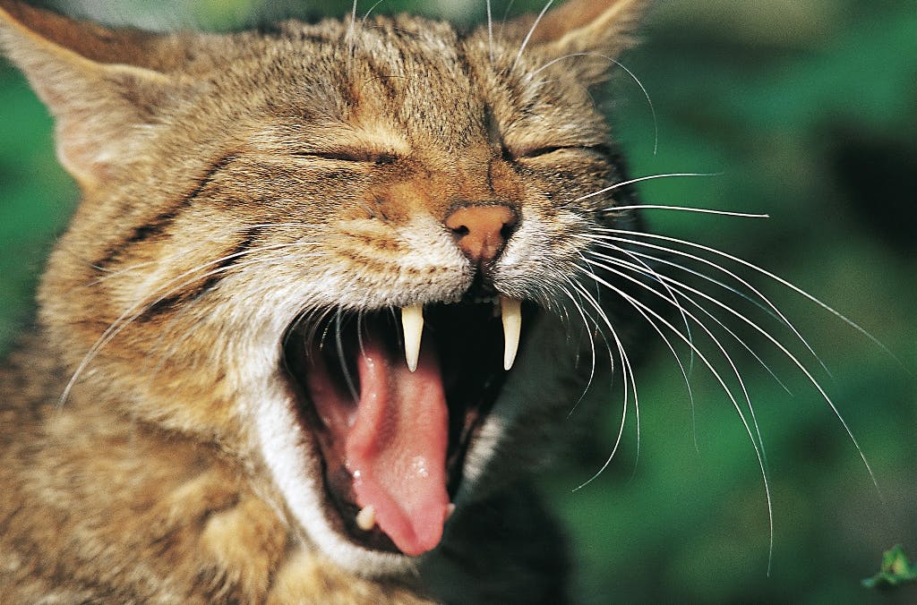 Bei der Tour kommt man der Wildkatze auf die Schliche. © Thomas Stephan/BUND