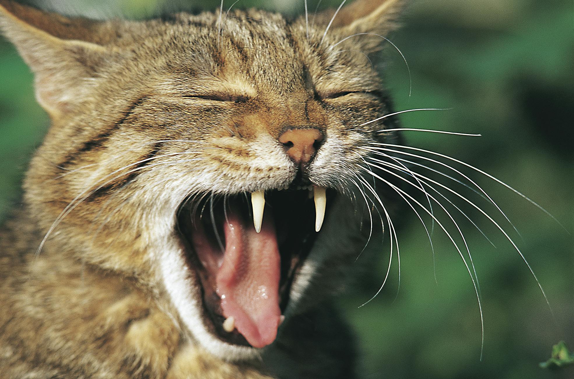 Der Wildkatze auf der Schliche © Thomas Stephan BUND