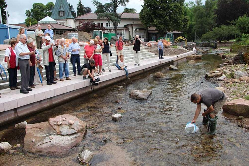 Die Anglersportgemeinschaft Ettlingen setzte am vergangenen Samstag 1.000 junge Bachforellen in der renaturierten Alb aus.