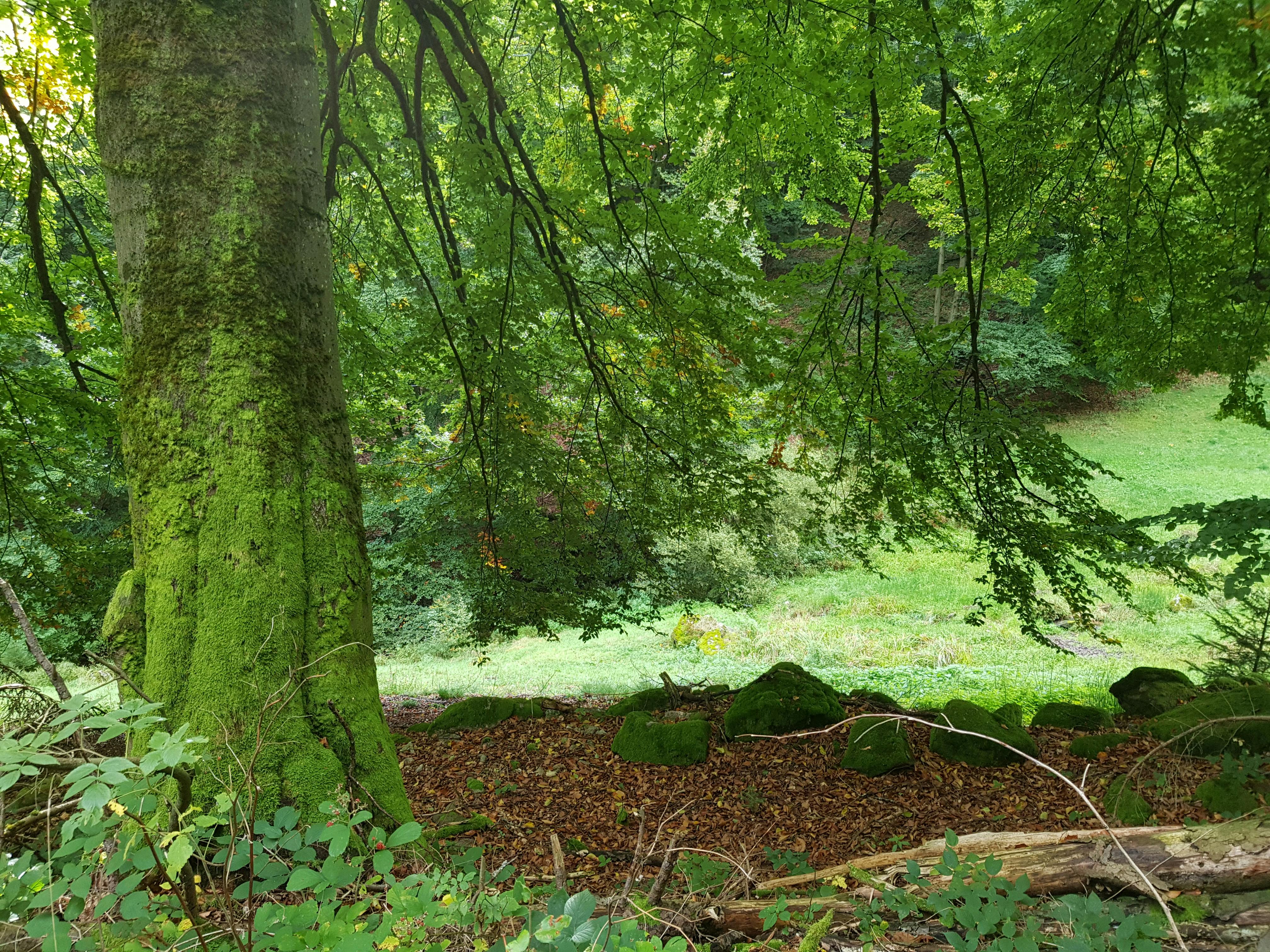 Auf schmalen Pfaden geht es durch den wohlduftenden Wald ©Monika Amann