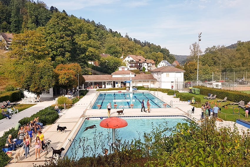 Hundeschwimmen im Freibad ©Sebastian Graubner
