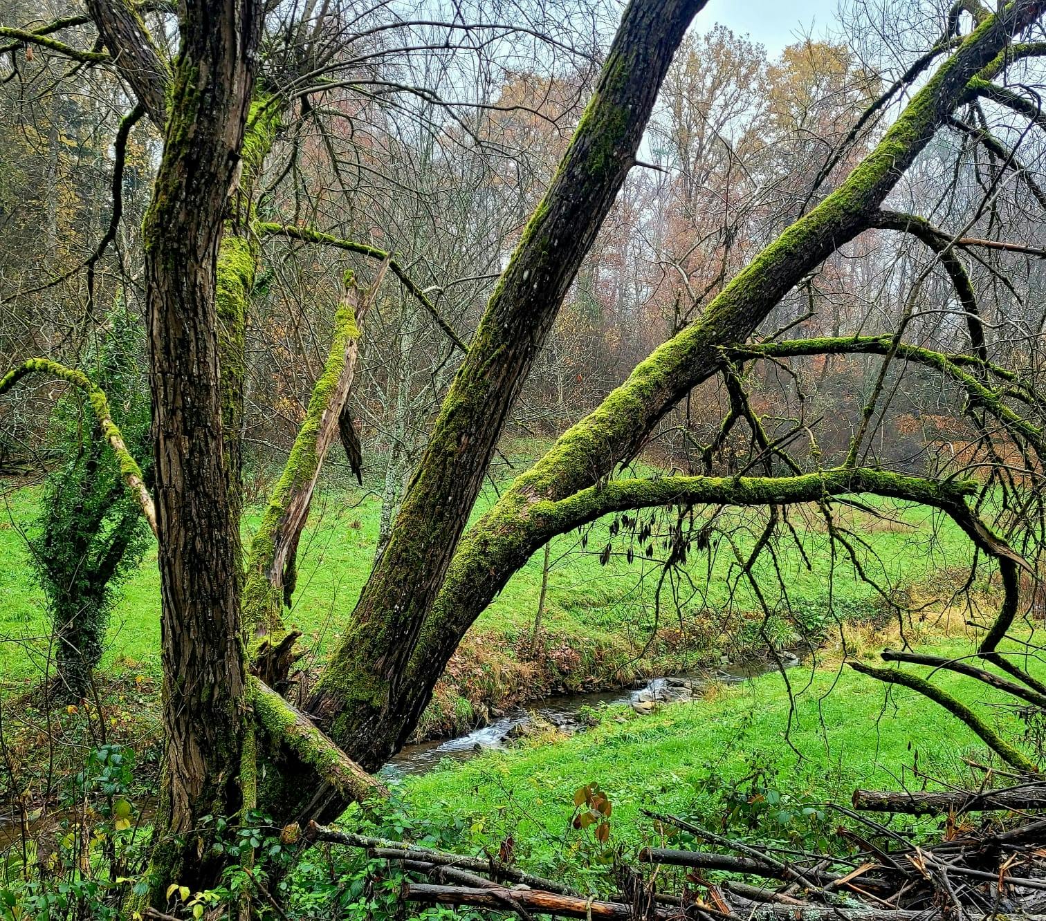 Begleiten Sie Monika Amann auf der drei Täler Tour um wissenswertes über die Natur und Pflanzen zu erfahren.©Monika Amann