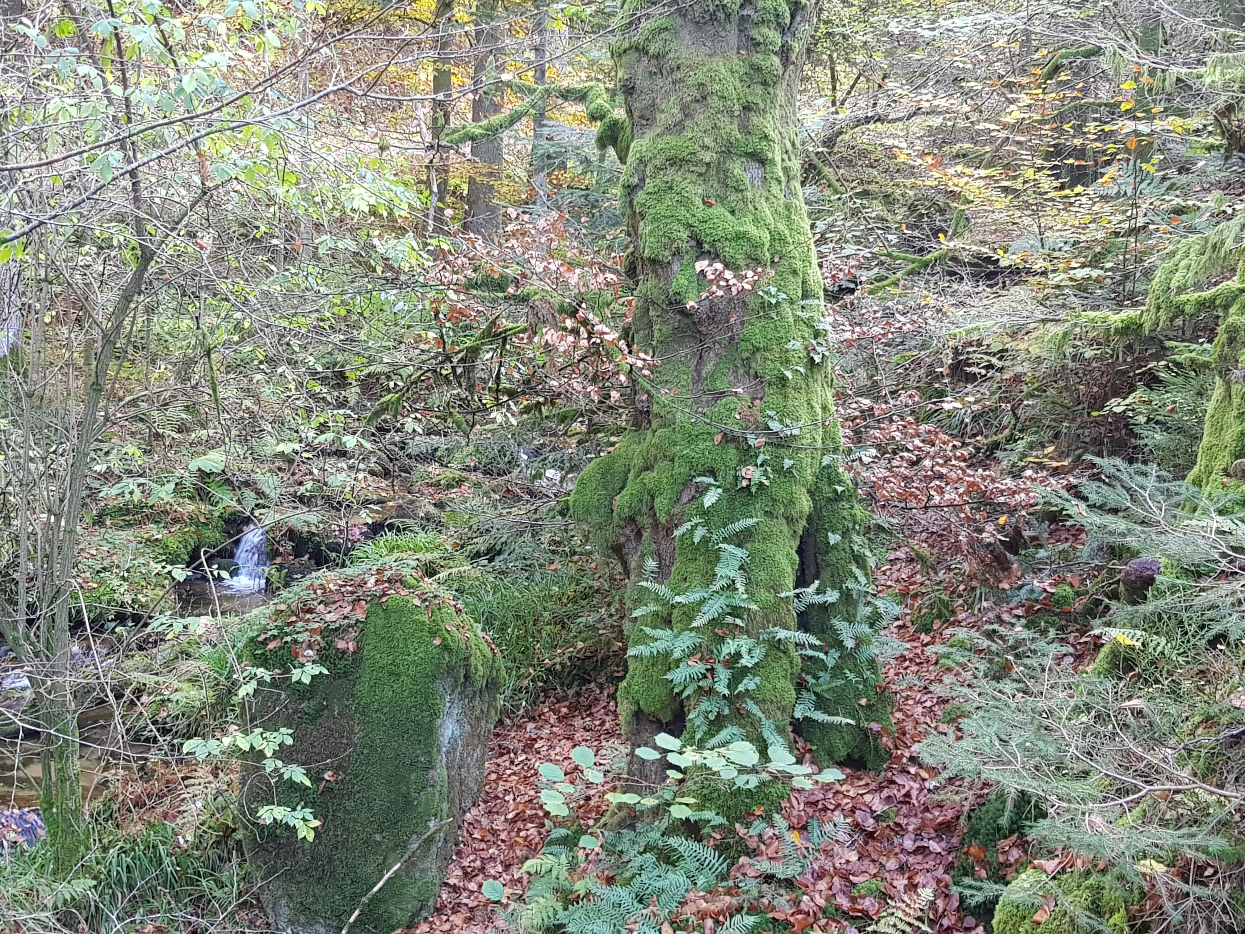 Abseits der üblichen Routen entdecken wir das wildromantische Albtal ©Monika Amann