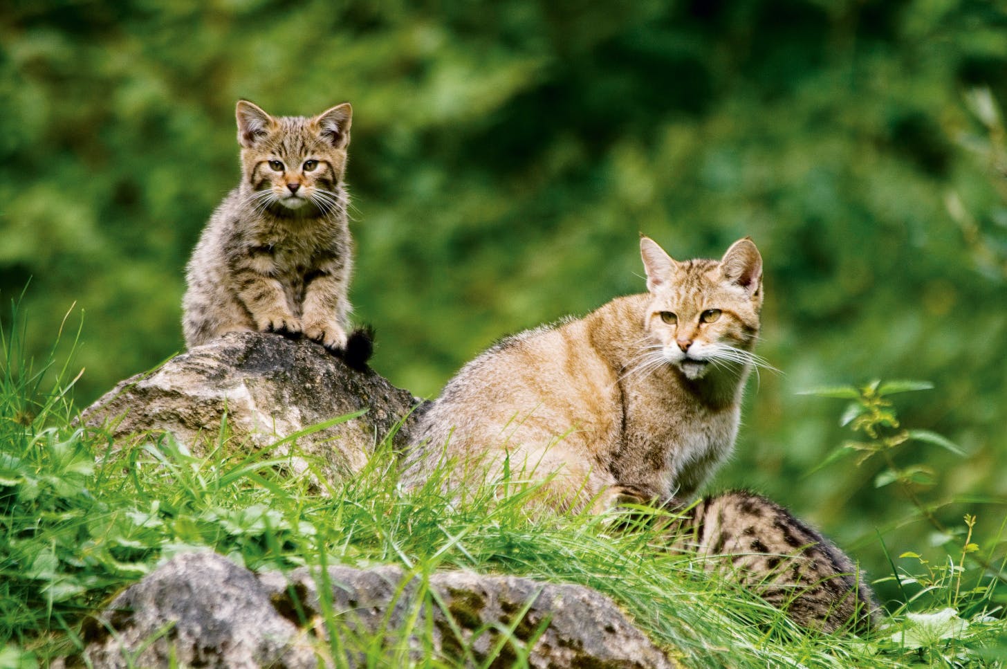 Am 27. Juni wandern die Teilnehmer auf dem Wildkatzen-Walderlebnis-Pfad durch das Reich der scheuen Räuber. ©Thomas Stephan/BUND