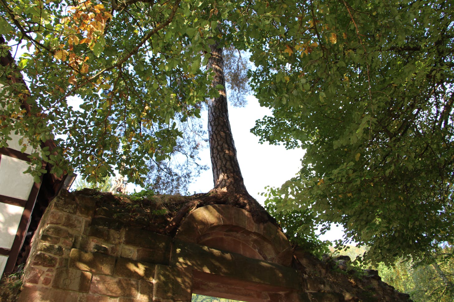 Auf eine Entdeckungsreise in die geheimnisvolle Welt der Bäume begeben sich Wanderfreunde am 16. Oktober. ©Stadt Bad Herrenalb