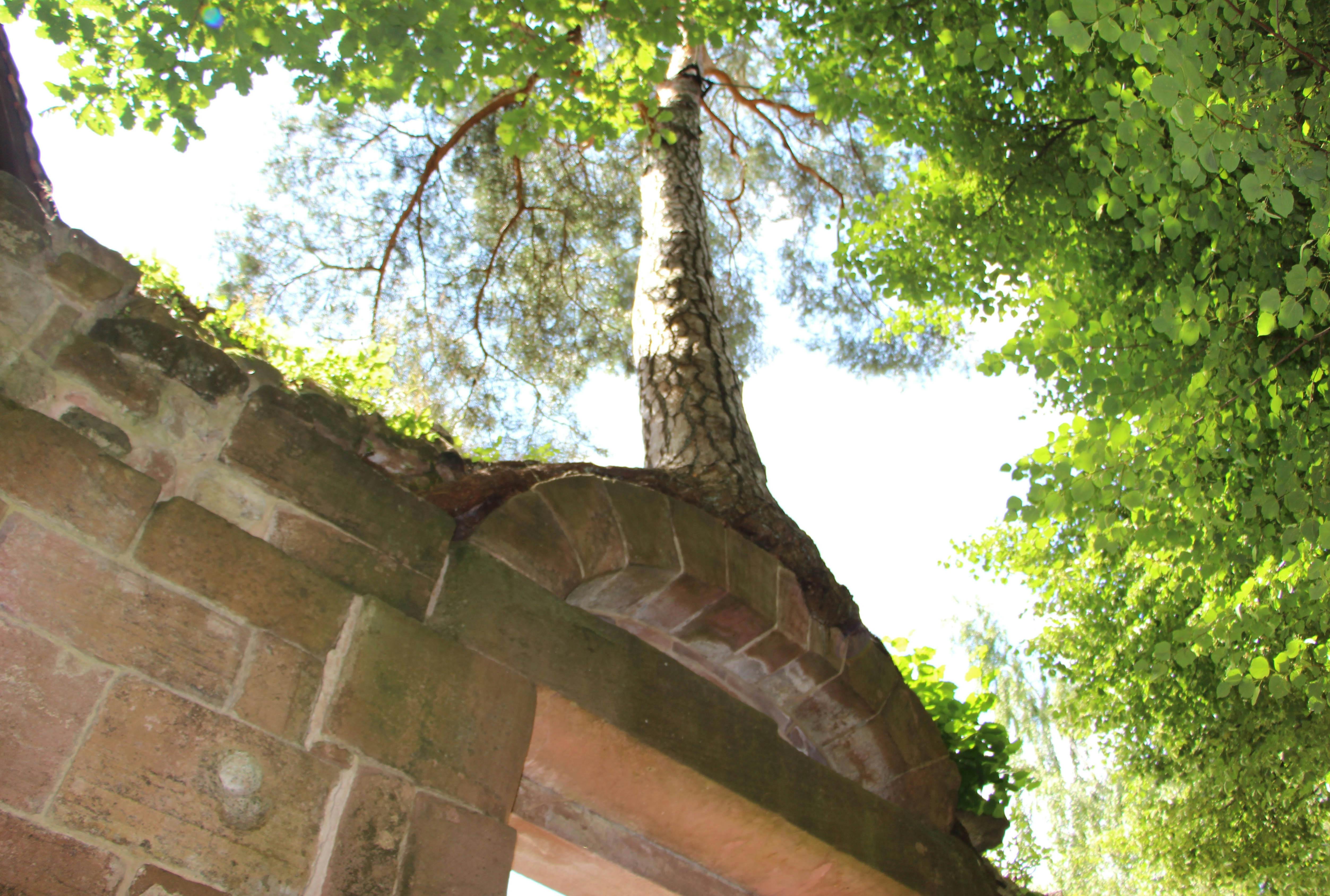 Am 28. April nimmt Baumexperte Reinhold Nofer seine Gäste mit in die „Geheimnisvolle Welt der Bäume“. Dabei lernen die Teilnehmer auch die Wunderkiefer im Klosterviertel kennen.