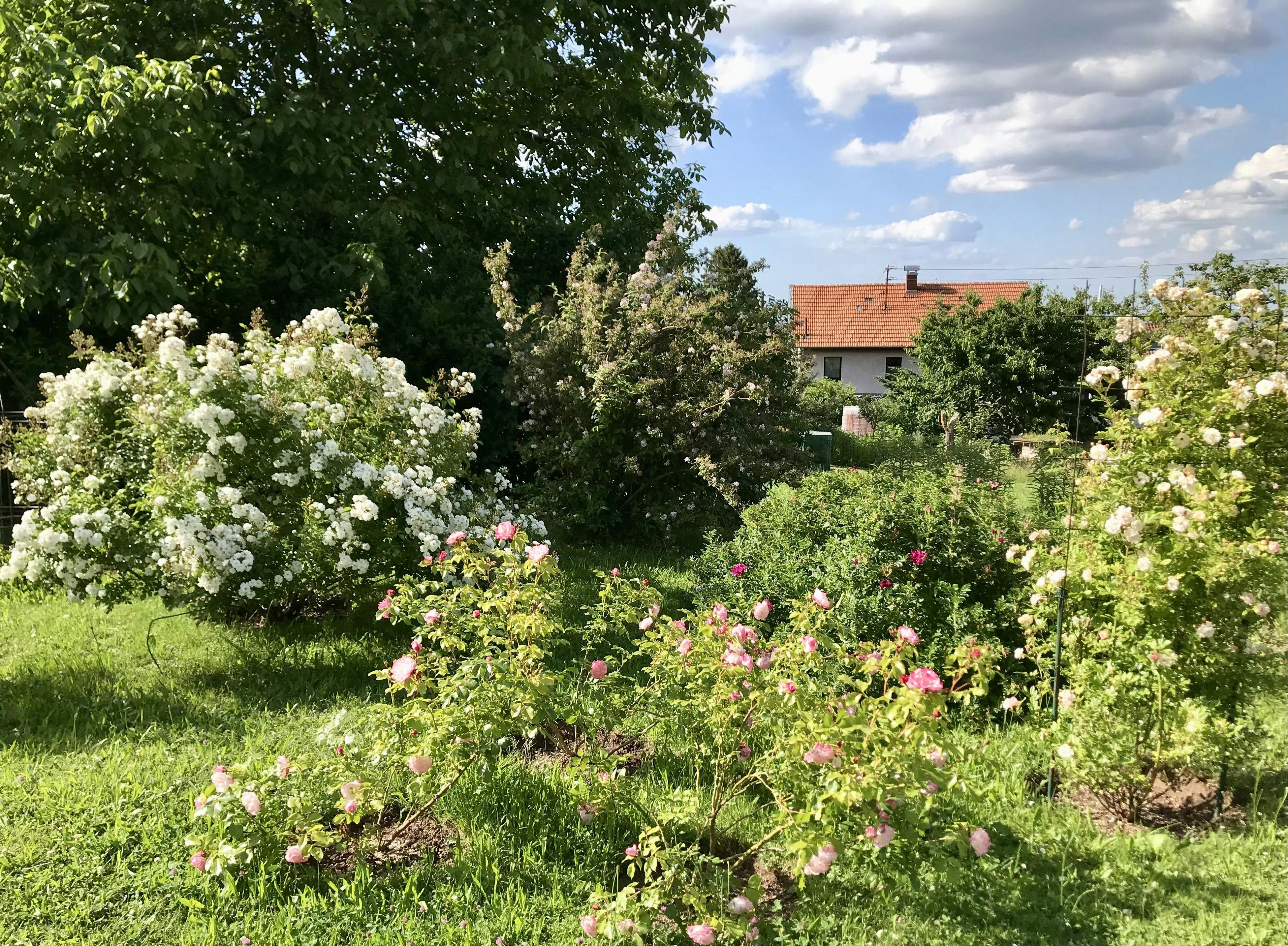 Sieben private Gärten sind in diesem Jahr beim „Tag der offenen Gartentür“ in Bad Herrenalb für Besucher geöffnet. © Gabriele Döhler