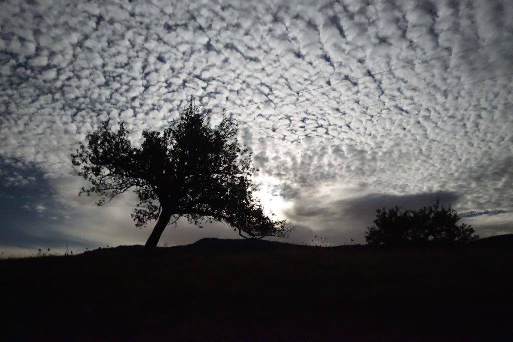 Schäfchenwolken hinter Bäumen ©Monika Amann